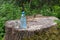 A bottle of water and a glass filled with water on the surface of the stump against the green foliage