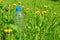 Bottle of water in the green grass. Copy space. Concept: ecology, health, fitness, cleanliness