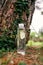 Bottle of water stands near the trunk of a fir-tree entwined with ivy