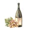 Bottle of white wine with bunch of grapes, grapevine Watercolour hand painting illustration Isolated