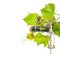 Bottle of wine with corkscrew and fresh green vine leaves