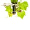 Bottle of wine with corkscrew and fresh green vine leaves