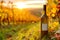 A bottle of wine on the grass in the vineyard at beautiful sunset, autumn season