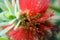 Bottlebrush Bloom Close