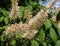 Bottlebrush Buckeye Aesculus Parviflora