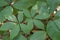 Bottlebrush buckeye Aesculus parviflora, leaves