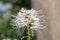 Bottlebrush buckeye Aesculus parviflora, white flower