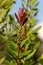 Bottlebrush or Callistemon plant closeup of small still unopened woody seed capsules attached to single tree branch