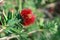 Bottlebrush Callistemon plant - red flower closeup image on green blurry background