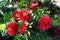 Bottlebrush Callistemon plant - red flowers closeup image on green blurry background