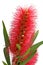 Bottlebrush flower