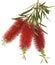 Bottlebrush Flower