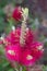 Bottlebrush flower in bloom