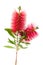Bottlebrush flower  callistemon