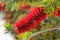 Bottlebrush flower, or Callistemon linearis, in bloom at springtime