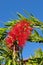 Bottlebrush flower plant tree