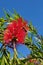 Bottlebrush flower plant tree Callistemom