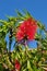 Bottlebrush flower plant tree seeds Callistemom