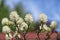 Bottlebrush Flower Shrub