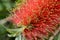 Bottlebrush flowers