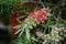 Bottlebrush flowers