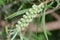 Bottlebrush flowers