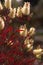 Bottlebrush flowers in the sunshine, Callistemon plant