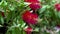 Bottlebrush red flower callistemon close up. Ornamental australian shrub