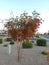 Bottlebrush Tree or Crimson Callistemon coloring in red a bleak morning street