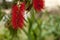 Bottlebrush Tree Flowering