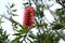 Bottlebrush Tree with Pink Flower Bloom