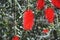 The bottlebrush tree red flowers