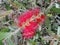 Bottlebrushes or callistemon in spring