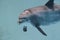 Bottlenose dolphin