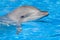 Bottlenose Dolphin