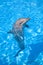 Bottlenose Dolphin