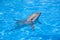 Bottlenose Dolphin