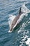 Bottlenose Dolphin