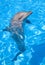 Bottlenose Dolphin