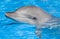 Bottlenose Dolphin