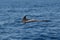 Bottlenose dolphin breaking the surface