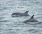 Bottlenose dolphin dolphins