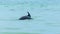 bottlenose dolphin dorsal fin breaks the surface in Black Sea