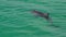 Bottlenose dolphin floating in the water