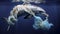 Bottlenose dolphin gets entangled in garbage and plastic bags in the sea
