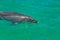 Bottlenose Dolphin In Green Waters