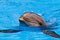 Bottlenose dolphin, head and fins