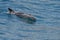 Bottlenose dolphin jumping outside the harbor