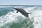 Bottlenose Dolphin Leaping Out Of Water