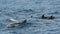 Bottlenose dolphin. Picture taken from whale watching cruise in Strait of Gibraltar